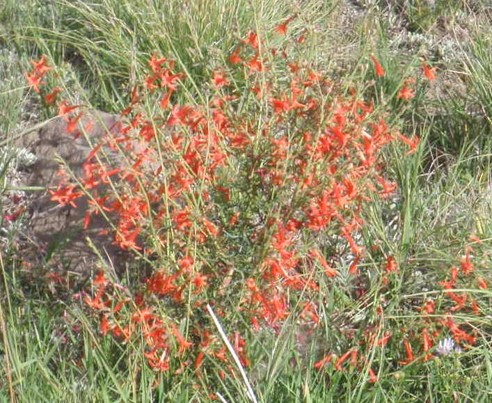 Coral Fairy Trumpets.